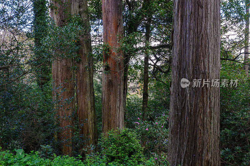 葡萄牙辛特拉山脉或Serra de Sintra的大树